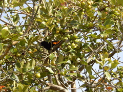 Ramphocelus flammigerus