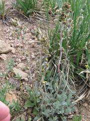 Artemisia scopulorum