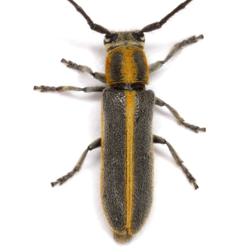 Mecas marginella
