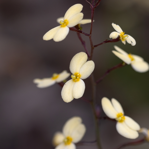 Stylidium acuminatum (Stylidium acuminatum)