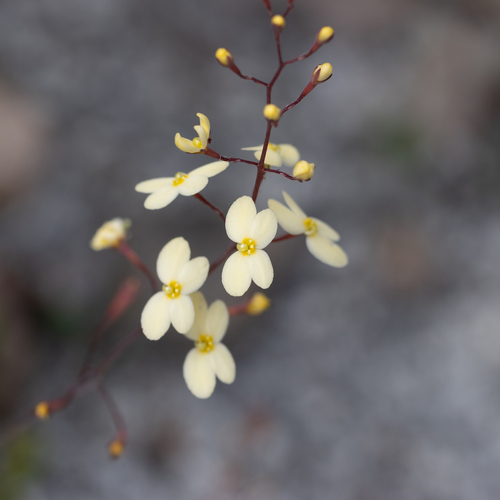Stylidium acuminatum (Stylidium acuminatum)