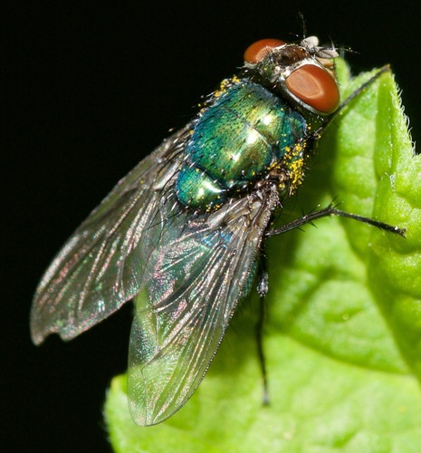 Illustrious Greenbottle Fly