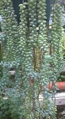 Sedum burrito