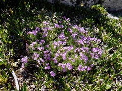 Astragalus vexilliflexus