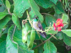 Lampornis viridipallens