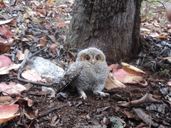 Psiloscops flammeolus