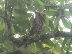 Psiloscops flammeolus