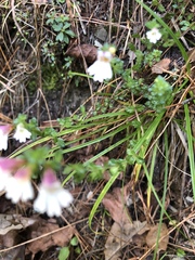Euphrasia transmorrisonensis