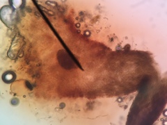 Chaenothecopsis pusiola