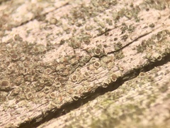 Lecanora saligna