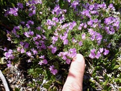 Astragalus vexilliflexus
