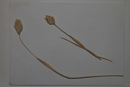 canary grass