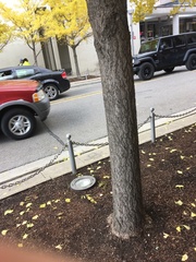 Ginkgo biloba