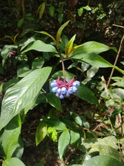 Palicourea colorata, photograph Lucas Kaminski, CC BY, iNaturalist via GBIF