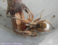 Lycosa nordenskjoldi