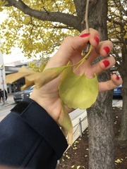 Ginkgo biloba
