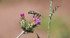Zyzzyx chilensis