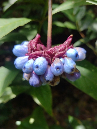 Palicourea colorata, photograph 6