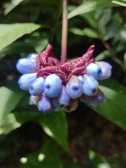 Palicourea colorata, photograph Lucas Kaminski, CC BY, iNaturalist via GBIF
