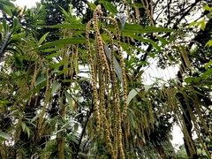 Boehmeria dolichostachya