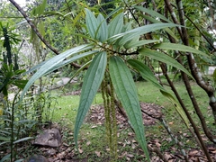 Boehmeria dolichostachya