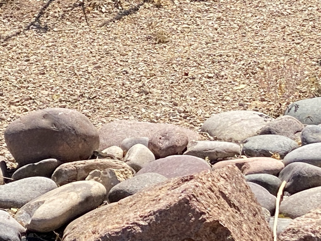 Whiptail Lizards from Coyanosa, TX, US on May 09, 2023 at 1126 AM by