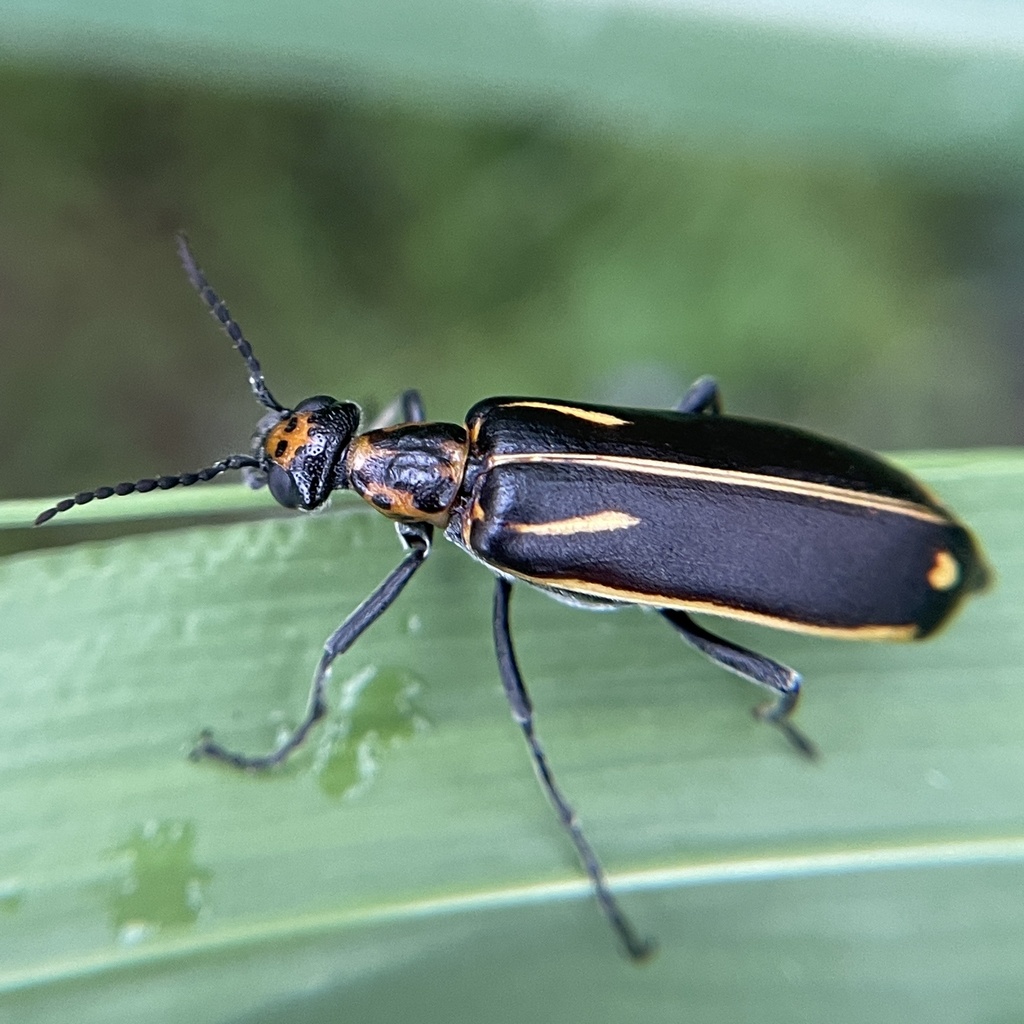 Yellow-crescent Blister Beetle