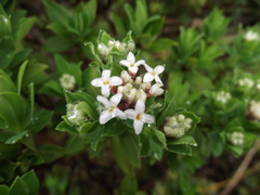 Pimelea gnidia