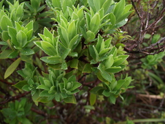 Pimelea gnidia