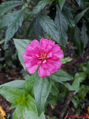 Zinnia elegans