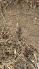 Medopheos edracanthus