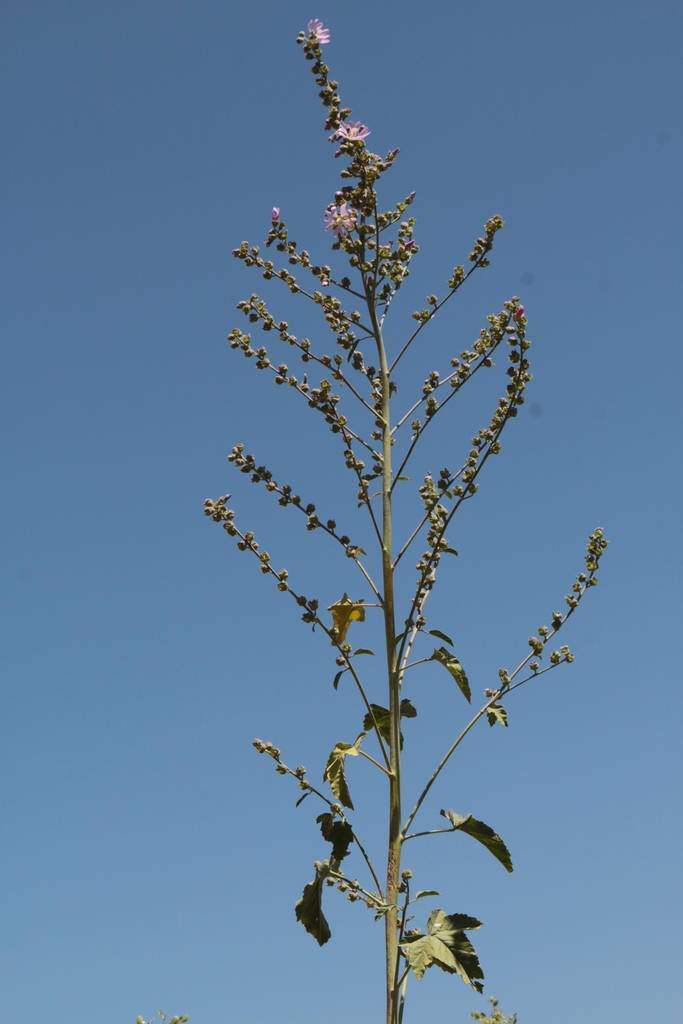 Malva stenopetala