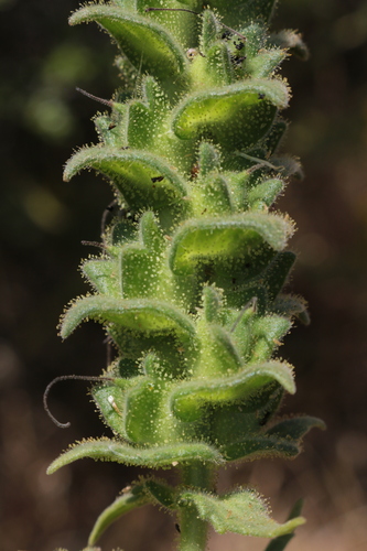 Bellardia trixago trixago