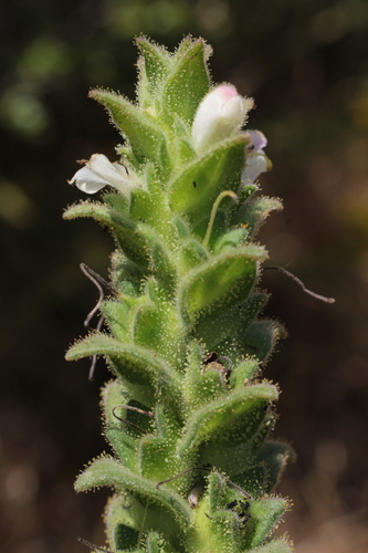 Bartsia image