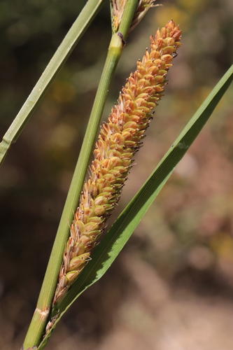 Hispid Sedge
