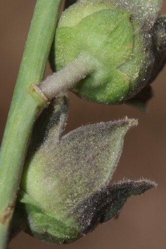 Malva stenopetala