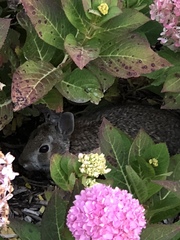 Sylvilagus floridanus
