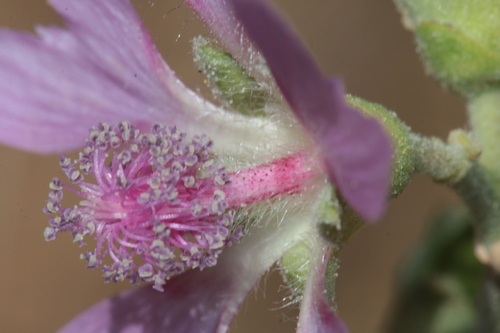 Malva stenopetala image