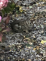 Sylvilagus floridanus