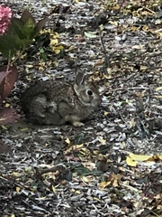 Sylvilagus floridanus