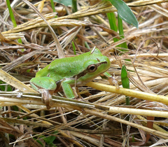 Hyla intermedia