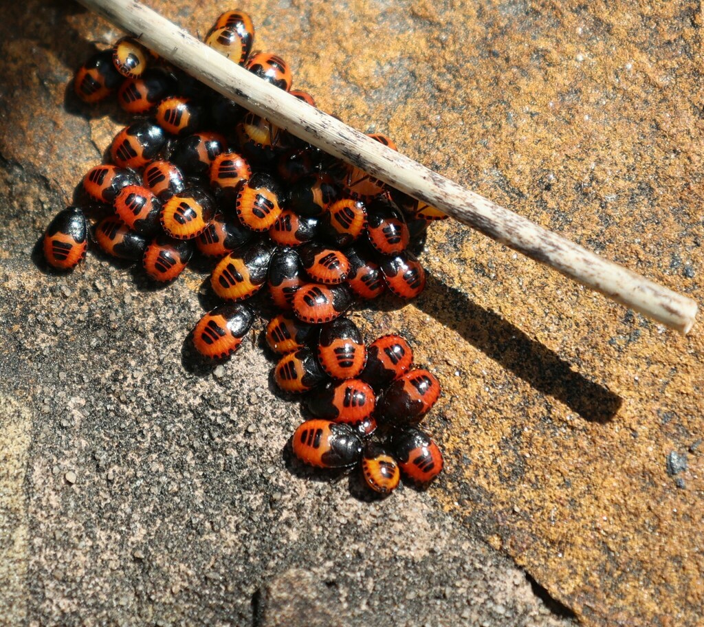 Stink Bugs, Shield Bugs, and Allies from Mentone, AL, USA on September ...