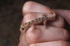 Phyllodactylus unctus