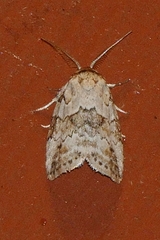Afrida ydatodes
