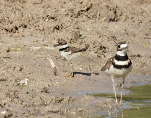 Killdeer photographed in New Mexico