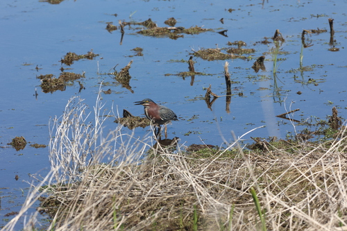 Green Heron photographed in Michigan