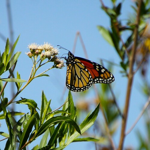 iNaturalist observation photo of Monarch