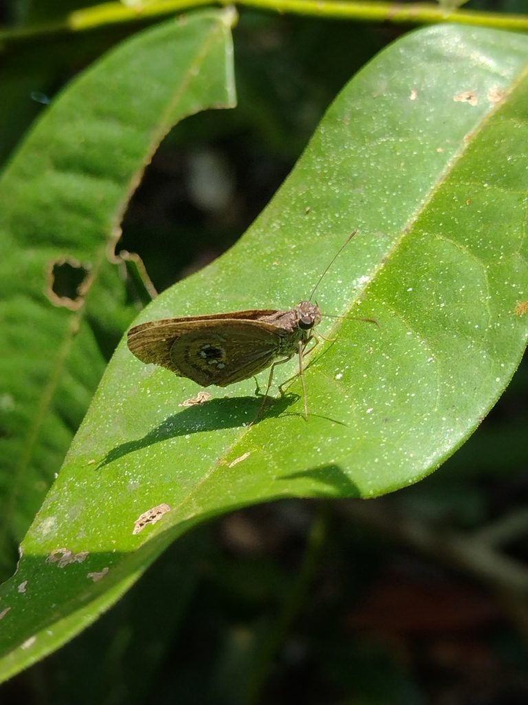Artines litoralis