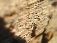 Chaenothecopsis pusiola