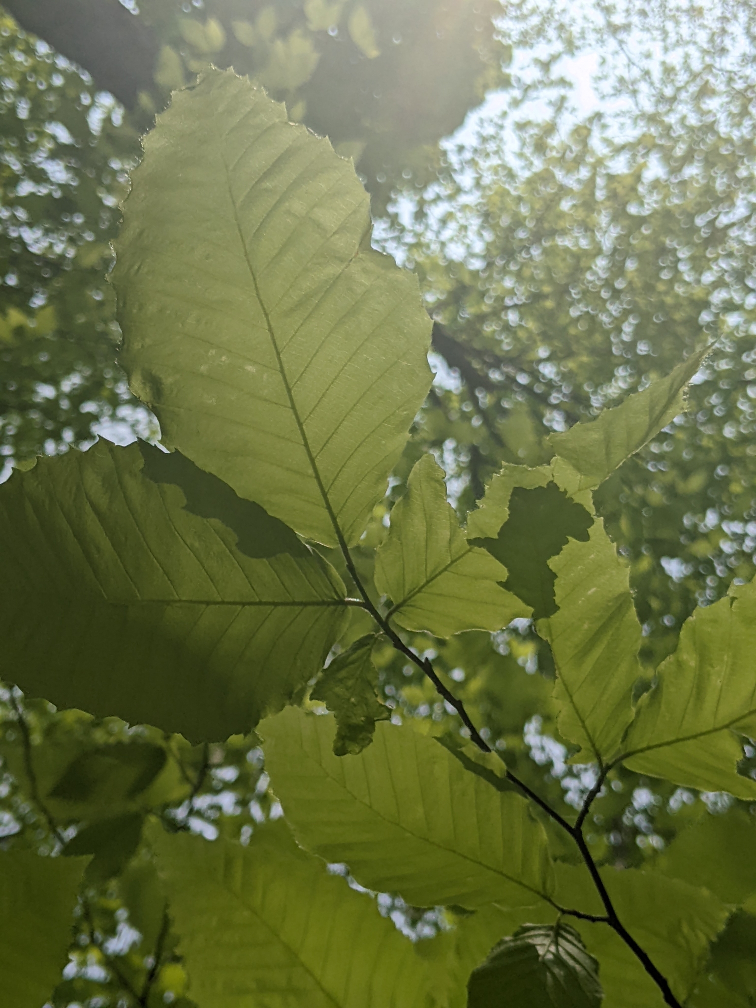 Rhabditida